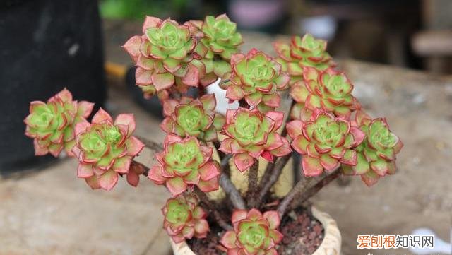 多肉植物这样养，养多肉植物，做好这“5点”，四季长势好，轻松养出美状态