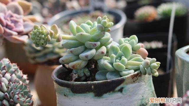 多肉植物这样养，养多肉植物，做好这“5点”，四季长势好，轻松养出美状态