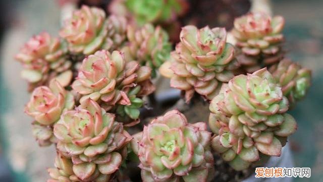 多肉植物这样养，养多肉植物，做好这“5点”，四季长势好，轻松养出美状态