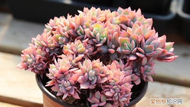 多肉植物这样养，养多肉植物，做好这“5点”，四季长势好，轻松养出美状态