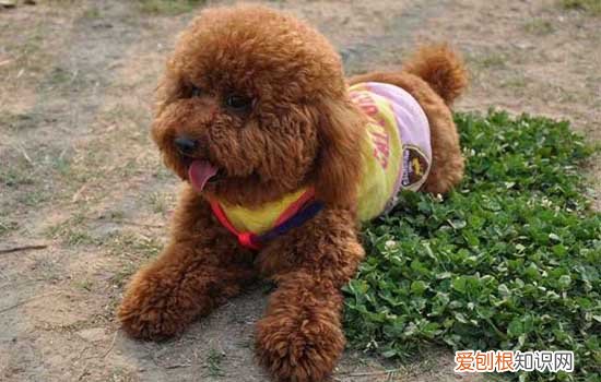 狗走丢后会想主人想家吗 狗狗丢了会想主人吗