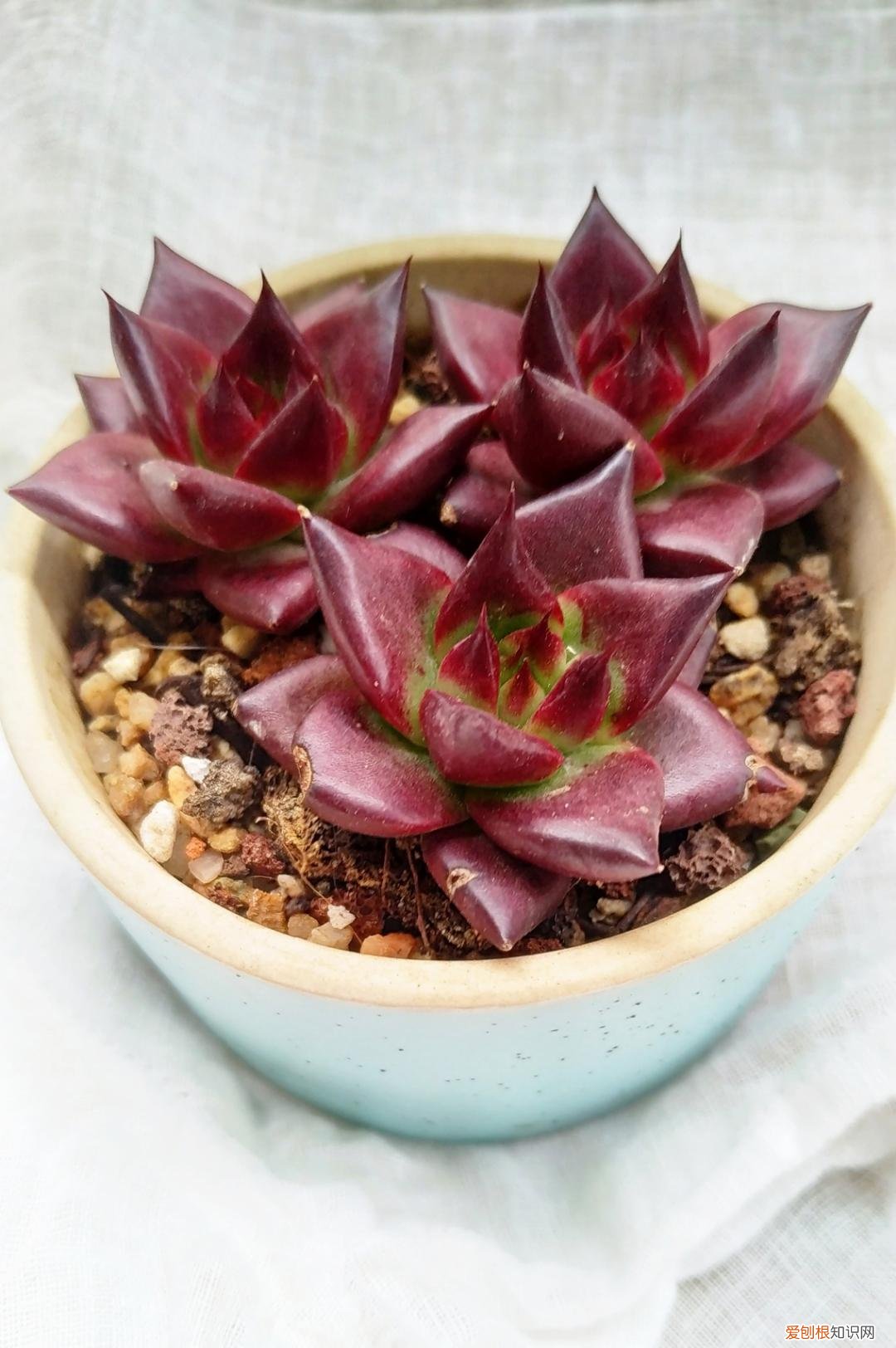 如何把多肉养成老桩盆栽，养好多肉的五个绝招，简单好学还全面，新手掌握轻松养成老桩