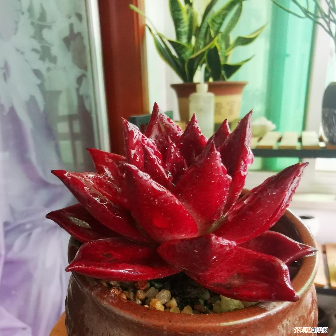 如何把多肉养成老桩盆栽，养好多肉的五个绝招，简单好学还全面，新手掌握轻松养成老桩