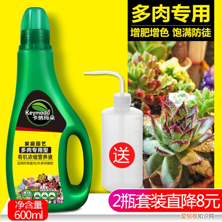 新手向大佬勿喷 手动狗头 如何养多肉的技巧图解，10个新手养多肉的秘诀！