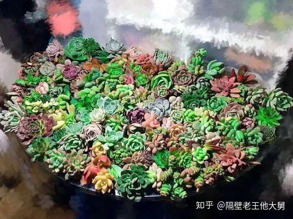 新手向大佬勿喷 手动狗头 如何养多肉的技巧图解，10个新手养多肉的秘诀！