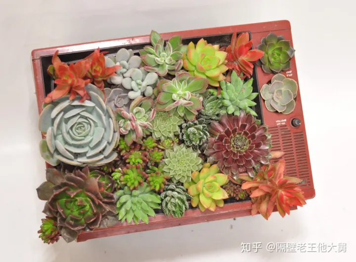 新手向大佬勿喷 手动狗头 如何养多肉的技巧图解，10个新手养多肉的秘诀！