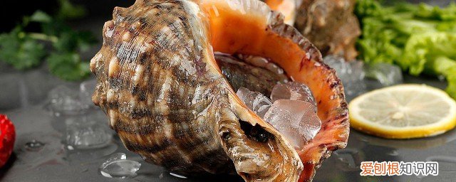 吃海螺的禁忌和副作用 吃海螺的禁忌