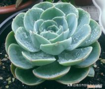 多肉的护养方式，多肉养护小知识，懂“小”，方能养“大”