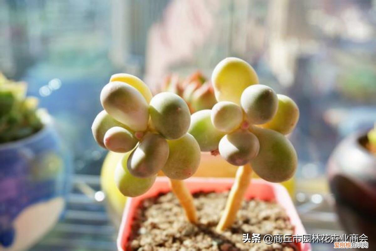 多肉的护养方式,多肉养护小知识,懂“小”,方能养“大”