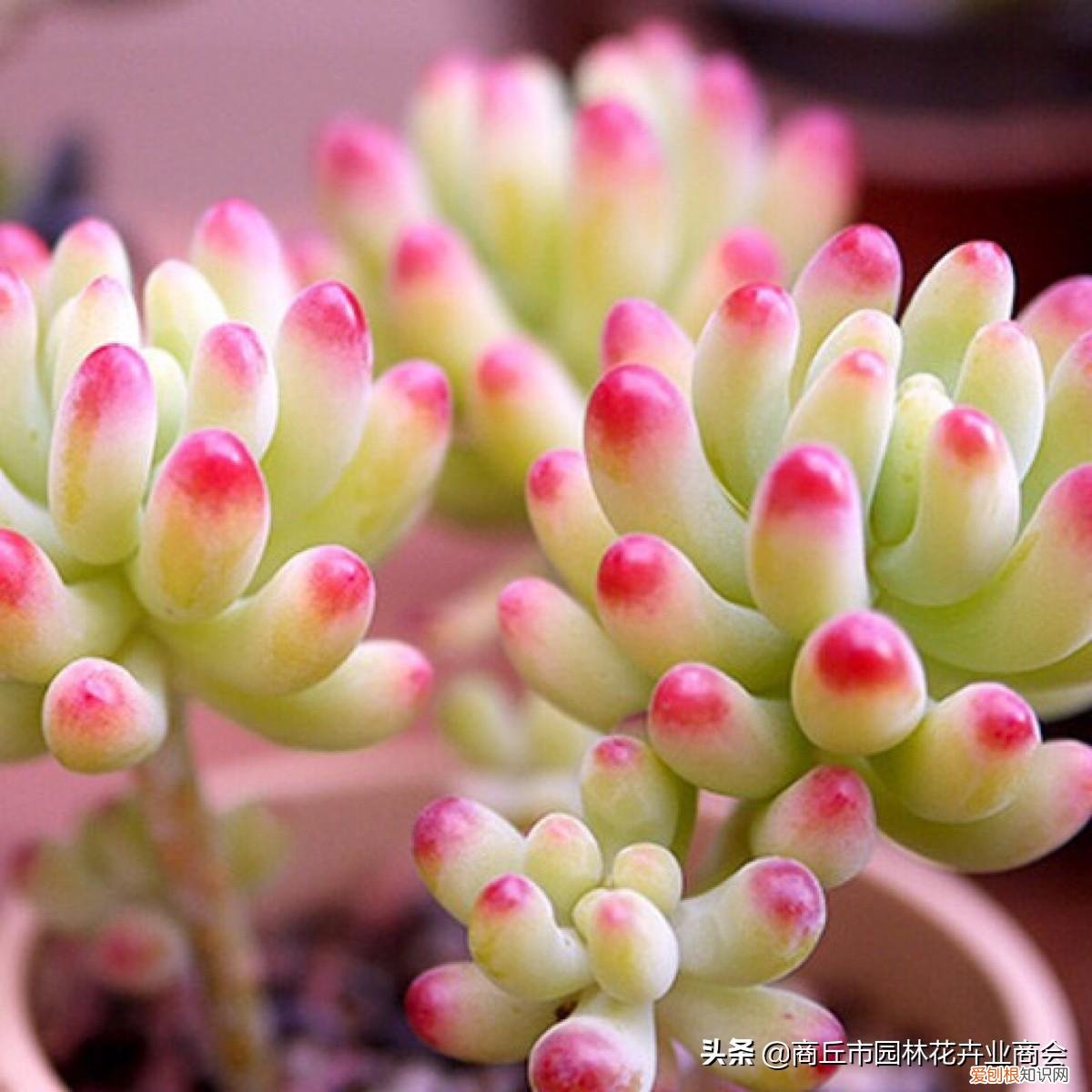多肉的护养方式,多肉养护小知识,懂“小”,方能养“大”
