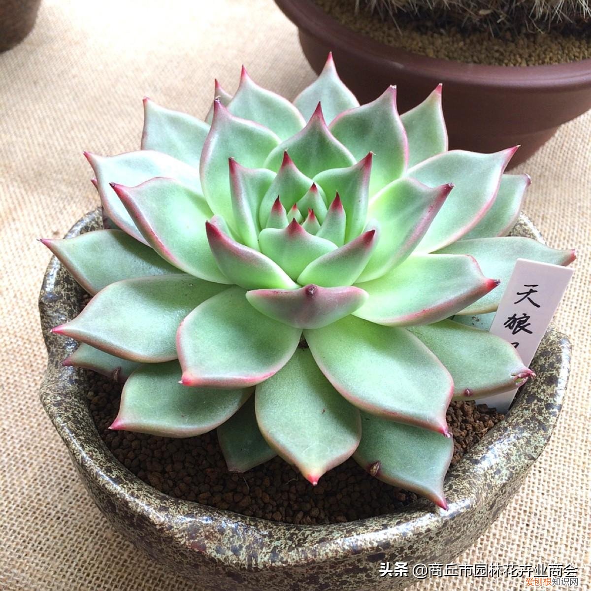 多肉的护养方式,多肉养护小知识,懂“小”,方能养“大”