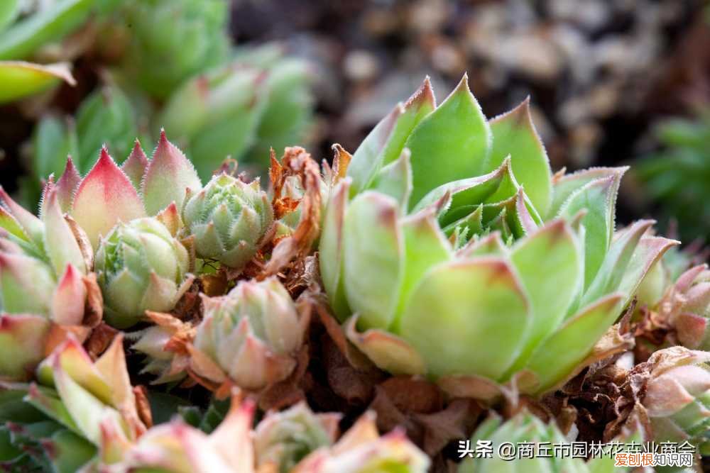 多肉的护养方式,多肉养护小知识,懂“小”,方能养“大”