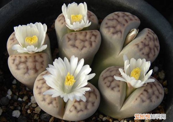 多肉叶片特点，多肉养护有技巧，这4个技巧实用，叶片肉质感强，生机勃勃