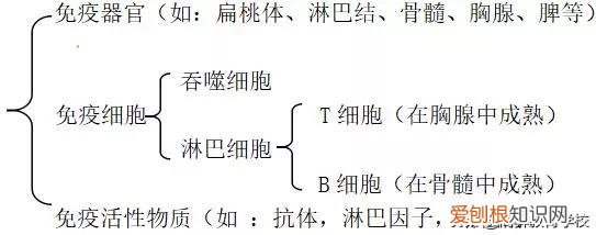 高中生物必修三动物和人体生命活动的调节，高中生物学习方法：动物和人体生命活动的调节知识点总结