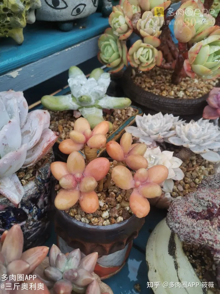 肉肉怎么养护小知识，肉肉应该怎么养护？对新手宝宝的一些养护建议！