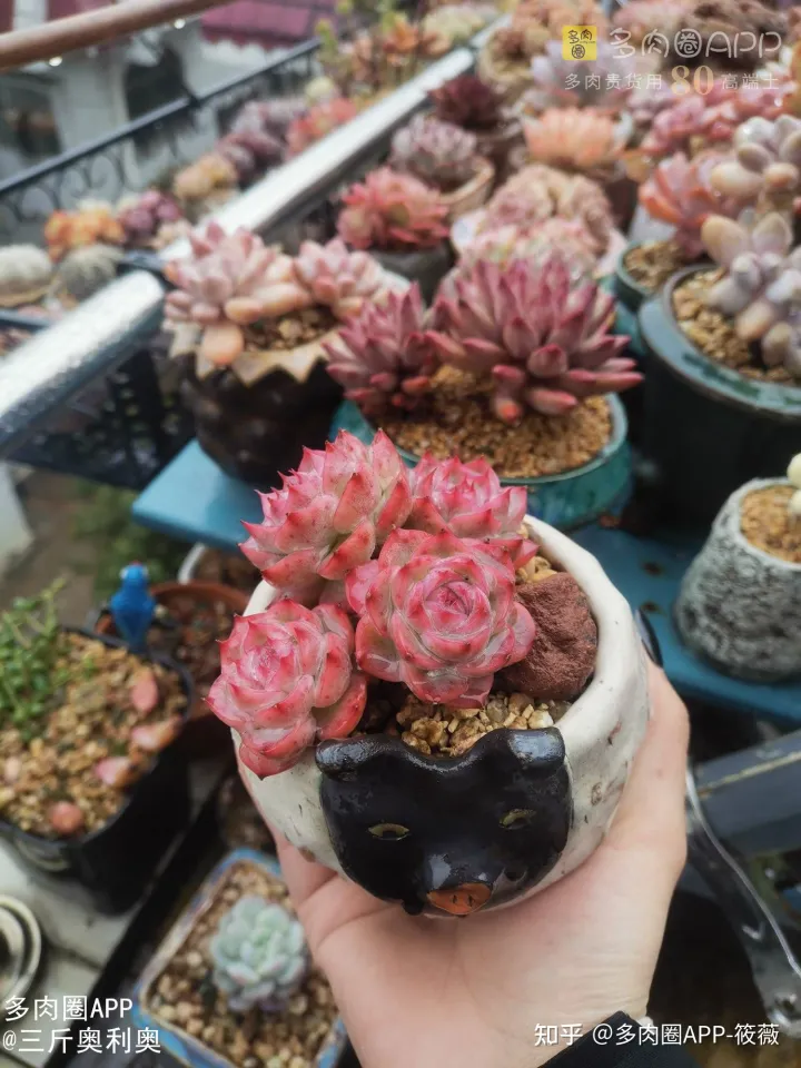 肉肉怎么养护小知识，肉肉应该怎么养护？对新手宝宝的一些养护建议！