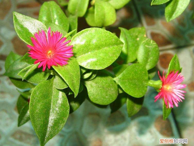 肉肉花怎样浇水，肉质植物怎么养护，用这样的方法保证花开艳丽，株型优美！