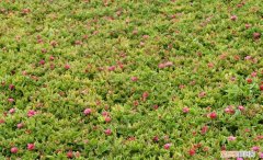 肉肉花怎样浇水，肉质植物怎么养护，用这样的方法保证花开艳丽，株型优美！