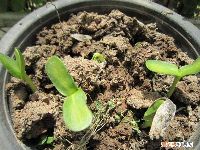 肉肉花怎样浇水，肉质植物怎么养护，用这样的方法保证花开艳丽，株型优美！