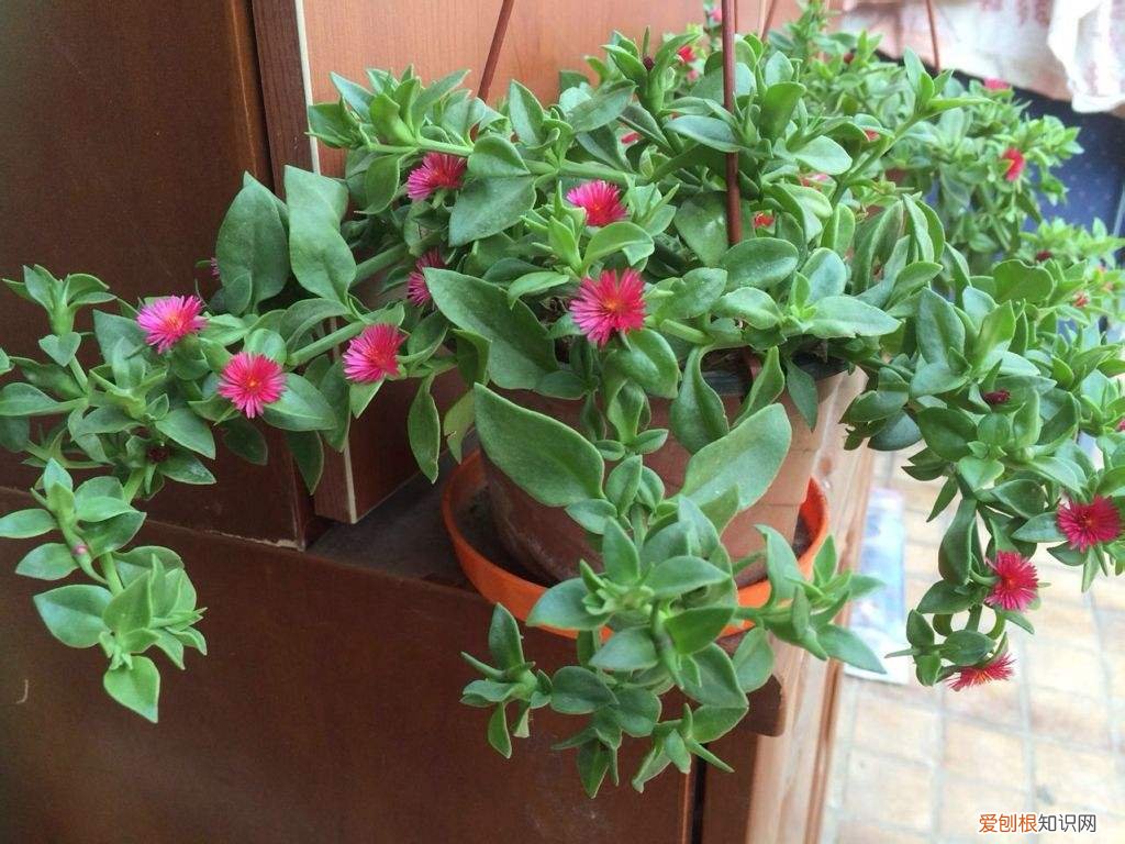 肉肉花怎样浇水，肉质植物怎么养护，用这样的方法保证花开艳丽，株型优美！