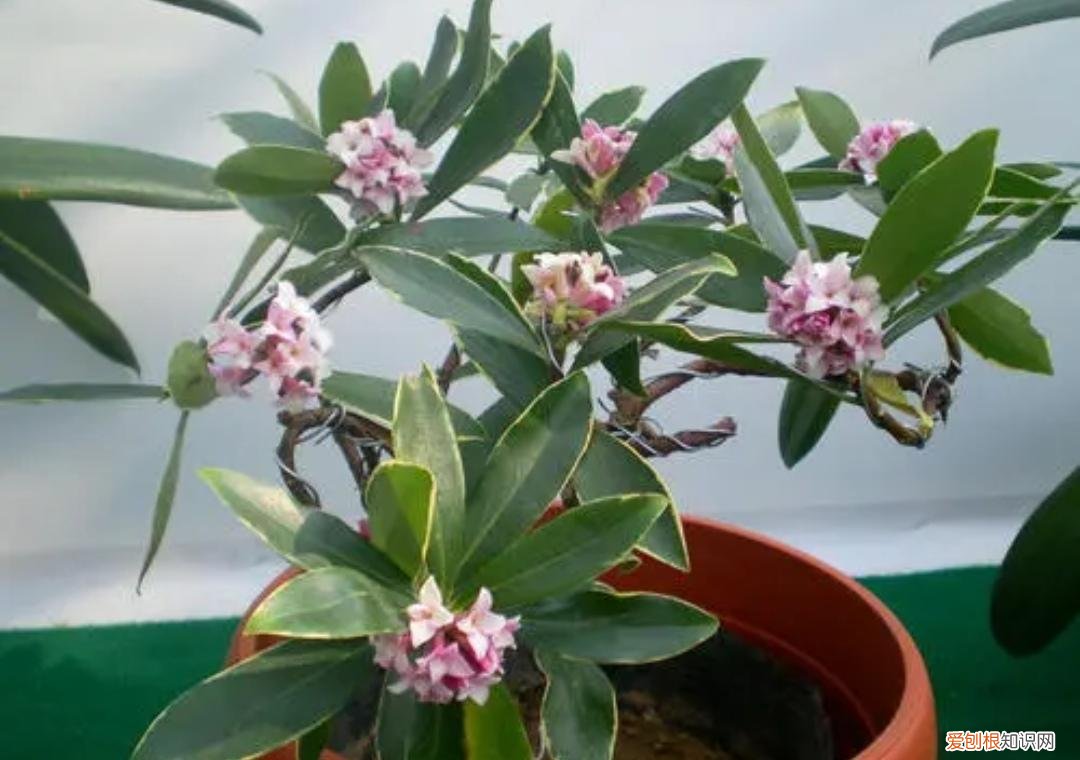 养花为什么黄叶孑，养4种肉质根花卉，记住要少浇水，否则容易烂根黄叶