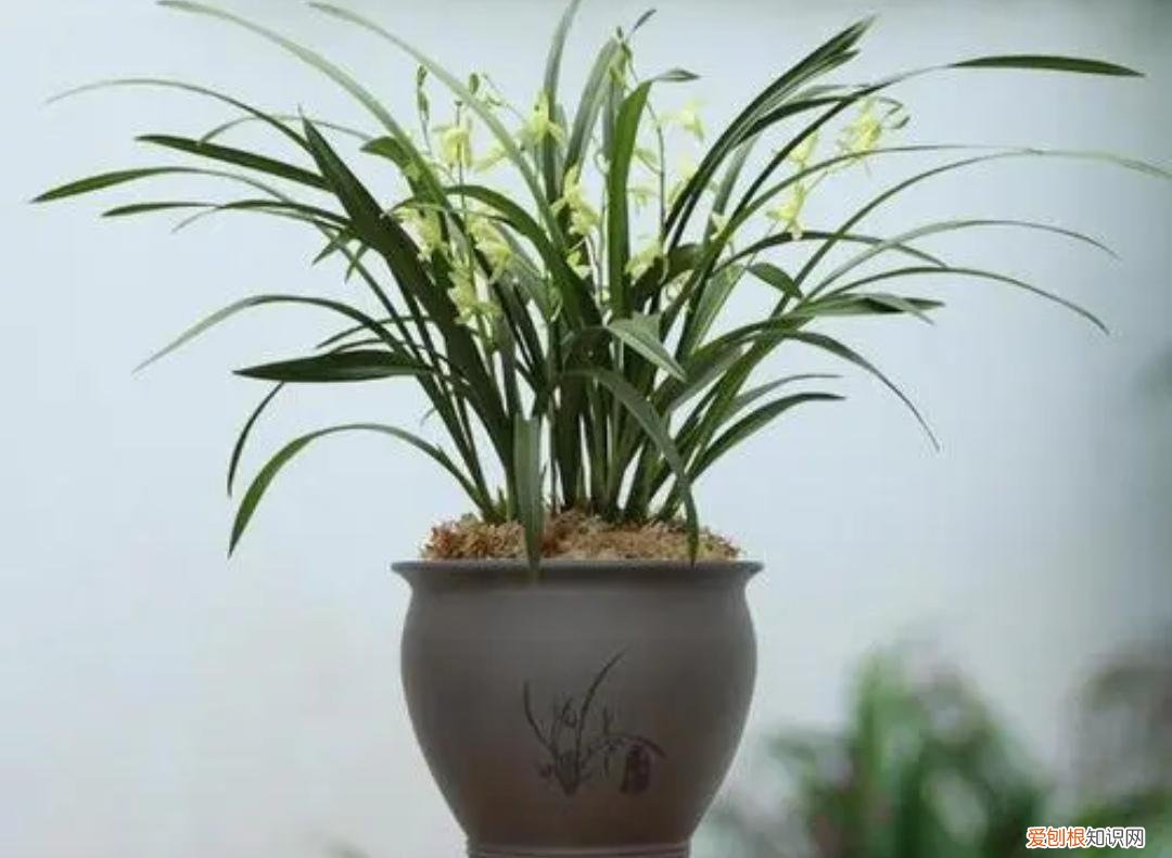 养花为什么黄叶孑，养4种肉质根花卉，记住要少浇水，否则容易烂根黄叶