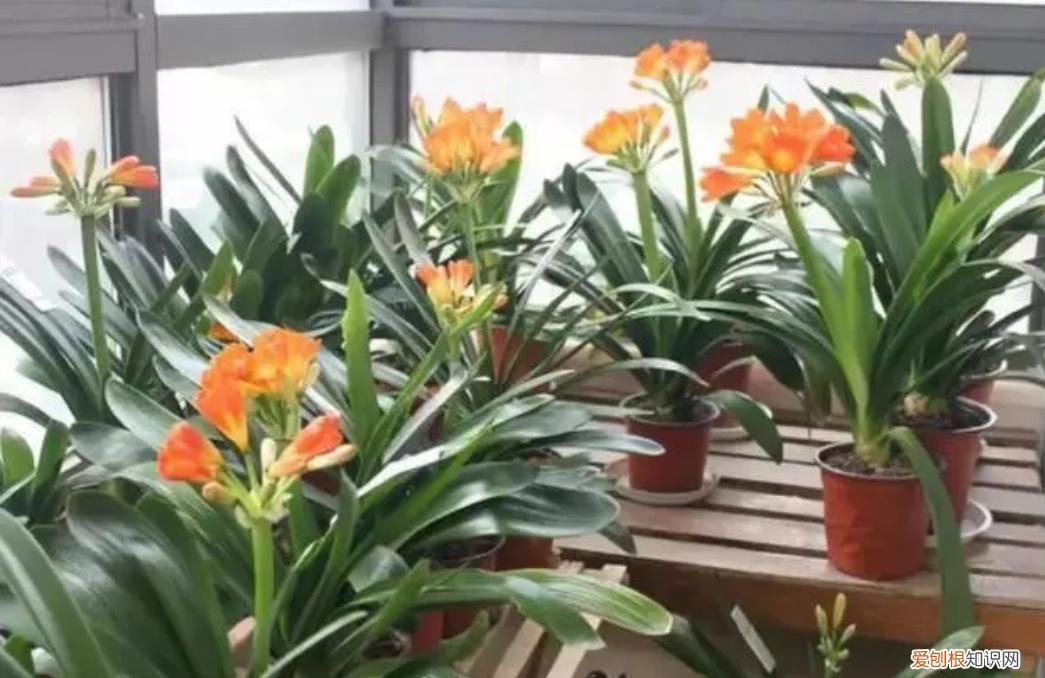 养花为什么黄叶孑，养4种肉质根花卉，记住要少浇水，否则容易烂根黄叶