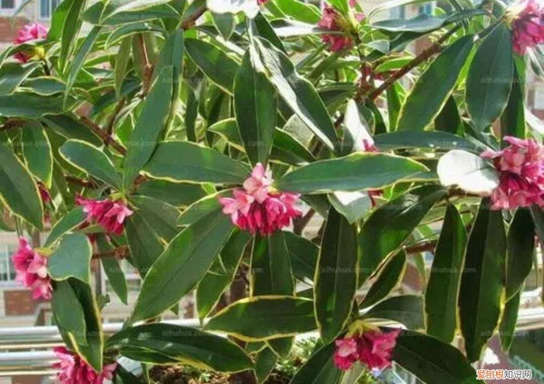 养花为什么黄叶孑，养4种肉质根花卉，记住要少浇水，否则容易烂根黄叶