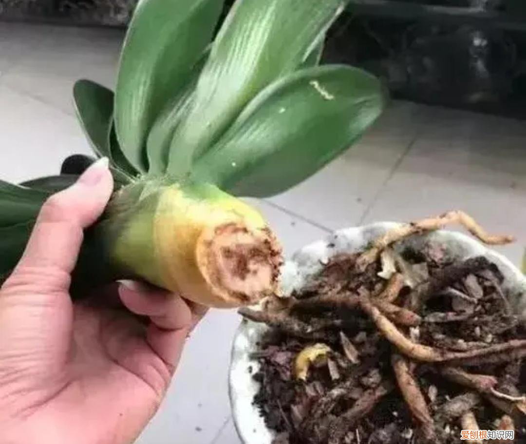 养花为什么黄叶孑，养4种肉质根花卉，记住要少浇水，否则容易烂根黄叶