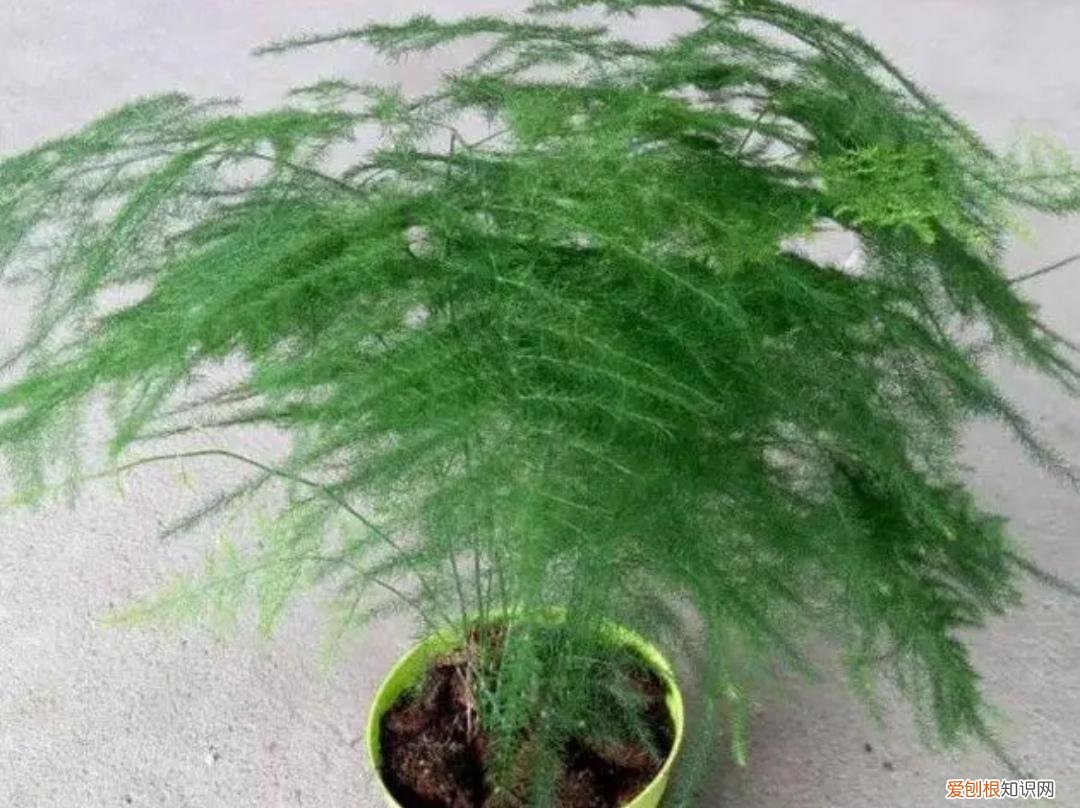 养花为什么黄叶孑，养4种肉质根花卉，记住要少浇水，否则容易烂根黄叶