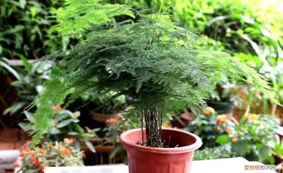 养花为什么黄叶孑，养4种肉质根花卉，记住要少浇水，否则容易烂根黄叶