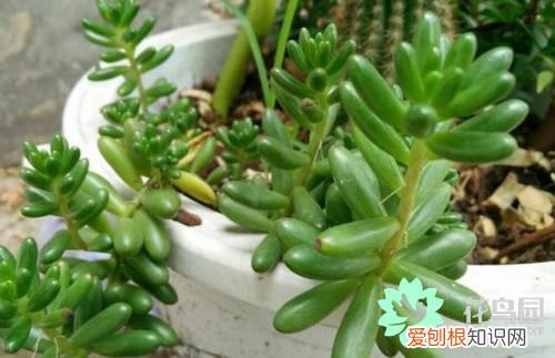 肉类花如何种植?，养殖肉质植物的方法