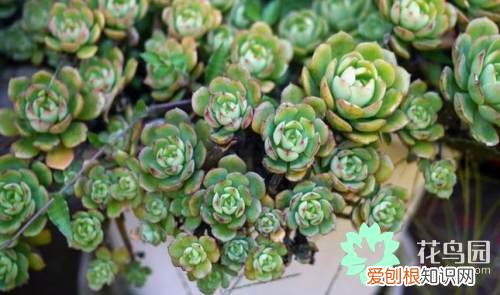 肉类花如何种植?，养殖肉质植物的方法