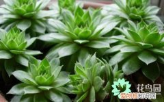 肉类花如何种植?，养殖肉质植物的方法