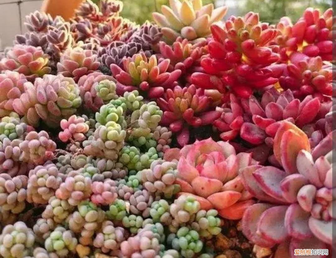 多肉的生长规律有哪些,养多肉,遵循“3少2多”原则,长得健壮,新芽爆满盆