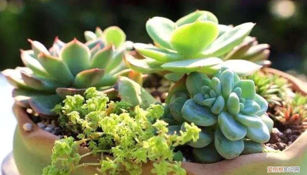 多肉的生长规律有哪些,养多肉,遵循“3少2多”原则,长得健壮,新芽爆满盆