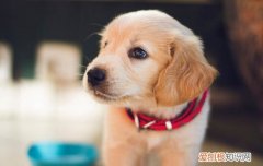 小鹿犬皮屑太多 小鹿犬身上有皮屑怎么办