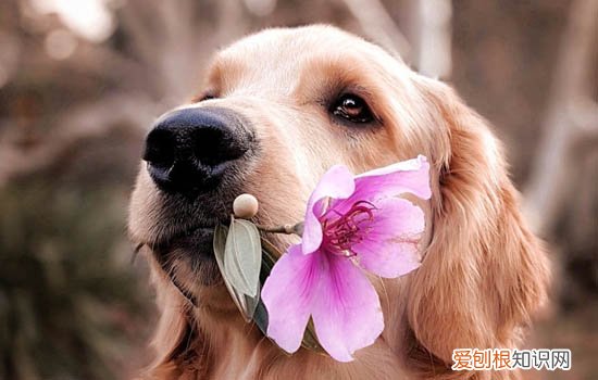 小鹿犬头顶脱毛怎么办 小鹿犬脱毛怎么回事