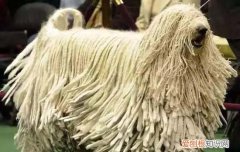 小鹿犬多大才能不随地大小便 小鹿犬大便拉不出来