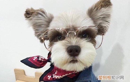 狗狗低吼怎么教育它，狗子低吼叫喊主人如何应对