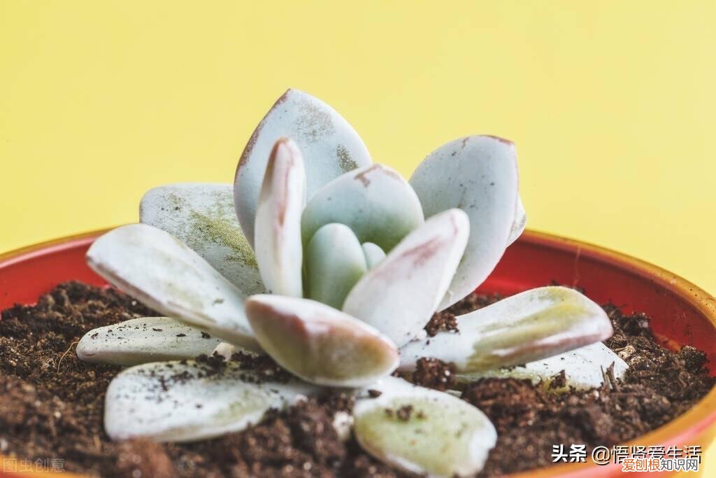 七月肉质植物保养策略，家里有肉质植物的一定要看