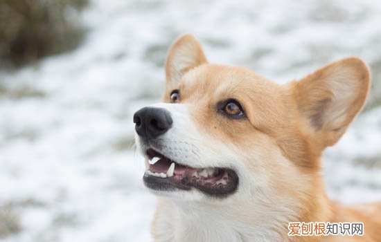 柴犬开始信任你的表现 柴犬信任主人的表现