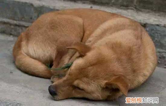 为什么那么多人喜欢养柴犬 为什么很多人喜欢养柴犬