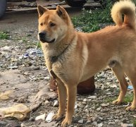 田园犬和宠物犬的区别，田园犬与宠物犬，有什么区别？