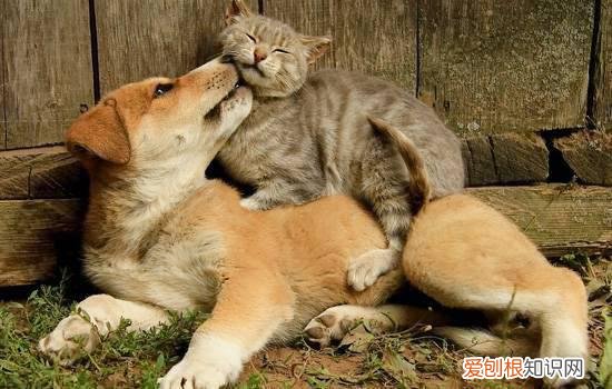 猫腿一瘸一拐但能走路一边走一边叫，猫偶尔走路一瘸一拐