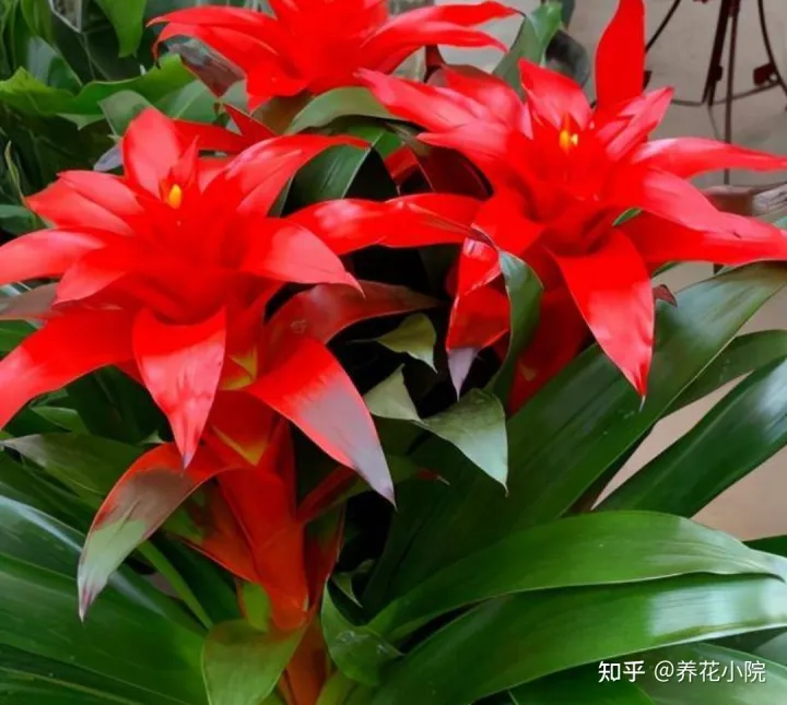 吉祥喜庆的花卉有哪些，5种“吉祥花”，春节期间养一盆，开花鲜艳又喜庆