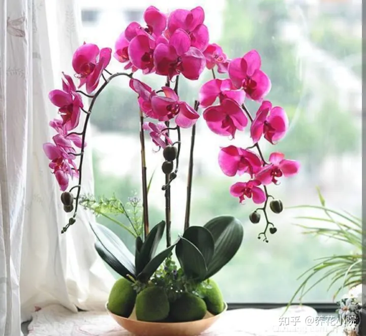 吉祥喜庆的花卉有哪些，5种“吉祥花”，春节期间养一盆，开花鲜艳又喜庆