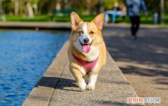 秋田犬的生长期是几个月 秋田犬几个月成年