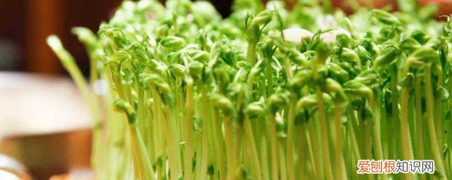注意了 千万不能吃豆苗了 吃豆苗的禁忌