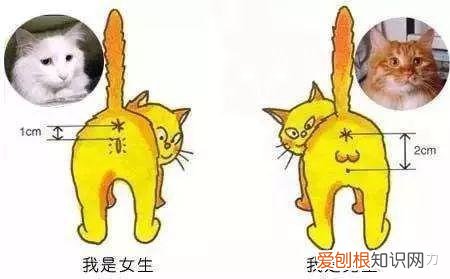 小奶猫怎么分辨公猫母猫，小奶猫性别傻傻分不清？只需4招，教你分辨小公猫和小母猫